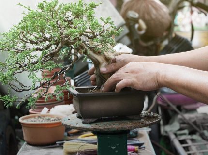 Making of bonsai trees, Handmade accessories wire and scissor bo