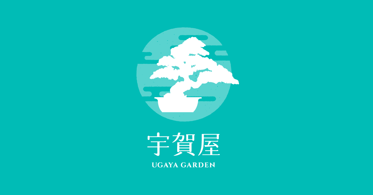盆栽輸出販売 松柏雑木・皐月盆栽 ｜ 宇賀屋ガーデン